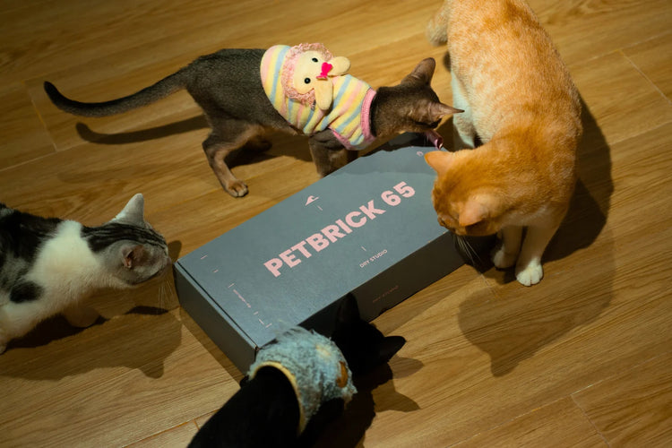 Dry Studio PETBRICK 65